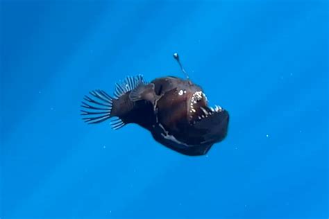 angler fish video|Elusive Deep.
